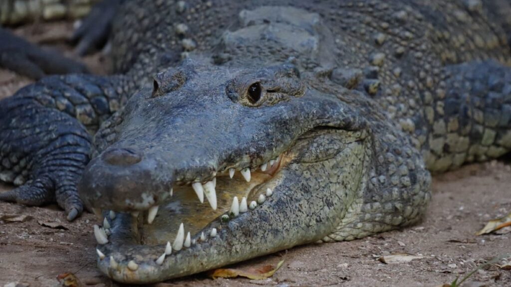 “¡Aguas, córrele!”: turista estuvo a punto de ser mordido por un cocodrilo en Puerto Vallarta
