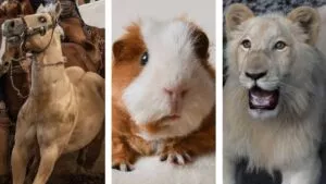 Zoológico en Dinamarca causa polémica; solicita mascotas como comida para sus depredadores