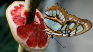 Baja California Sur vive un espectáculo natural de mariposas amarillas