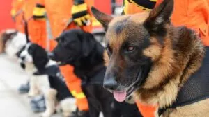 En el Centro de Producción Canina de la Defensa nacen héroes de cuatro patas