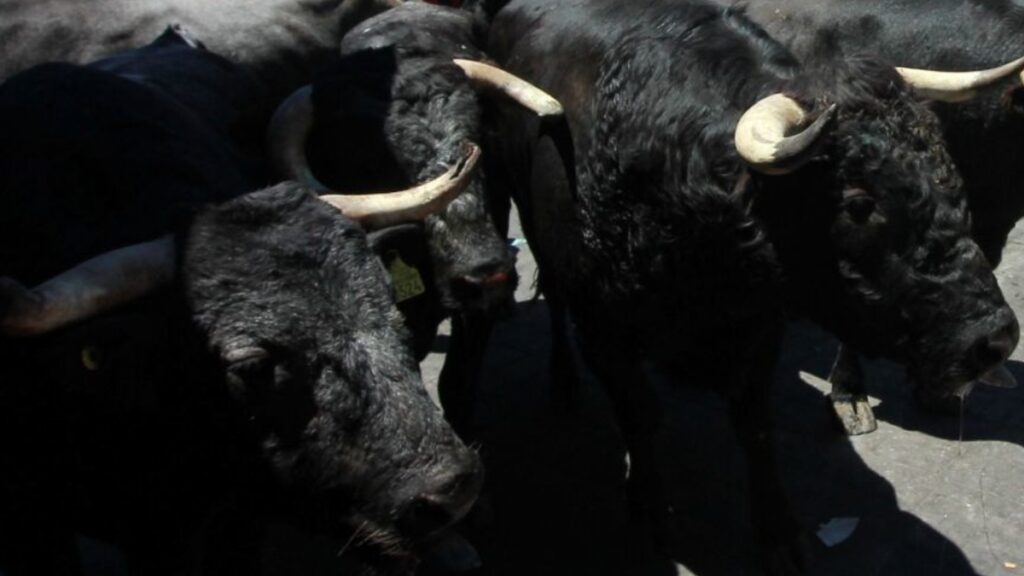 Caos en San Felipe: tres toros sueltos embisten autos y dejan un herido