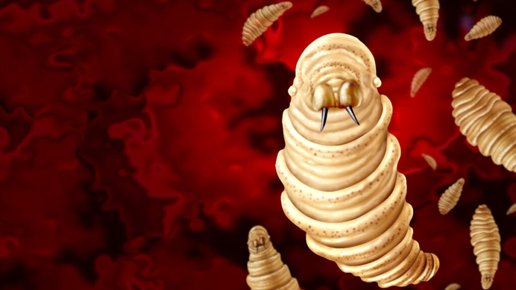 Cuatro casos más en Yucatán de gusano barrenador.