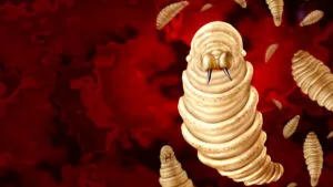 Gusano barrenador sí afecta a personas: van 92 casos de miasis humana, estados afectados