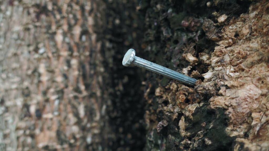 ¿Por qué sirve poner un clavo en un limonero y cómo hacer esta dinámica?