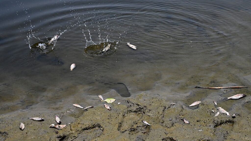 Derrame De Chapopote Contamina Rio En Putla Oaxaca
