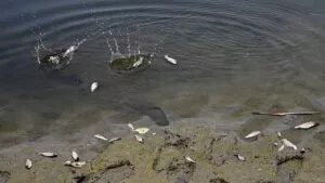 ¡Alerta ambiental! Derrame de chapopote contamina río en Putla, Oaxaca