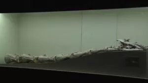 Descubren en Argentina un nuevo cocodrilo que vivió con los últimos dinosaurios