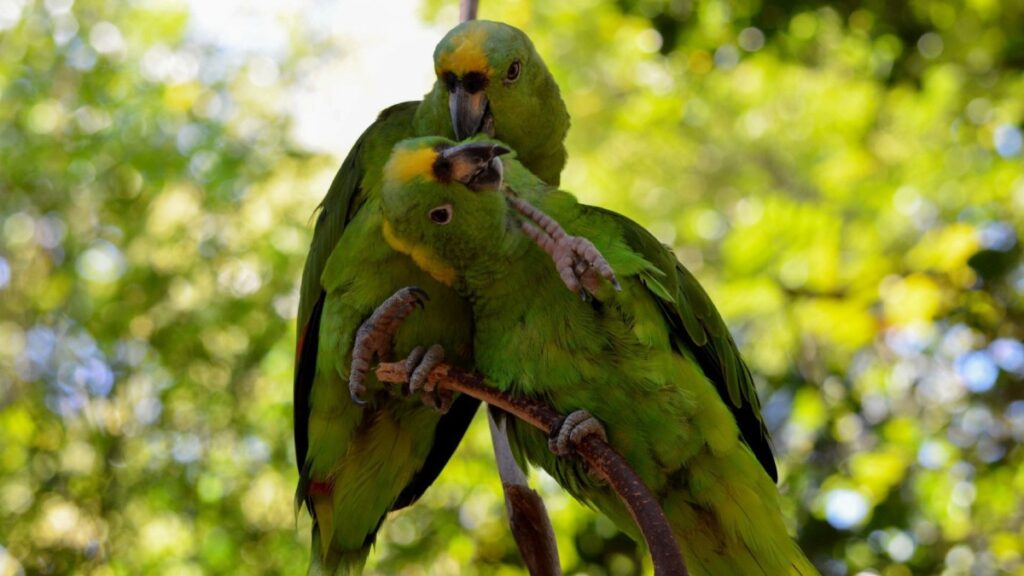 En Mérida habitan 7 especies de loros, y el Proyecto Santa María busca su preservación