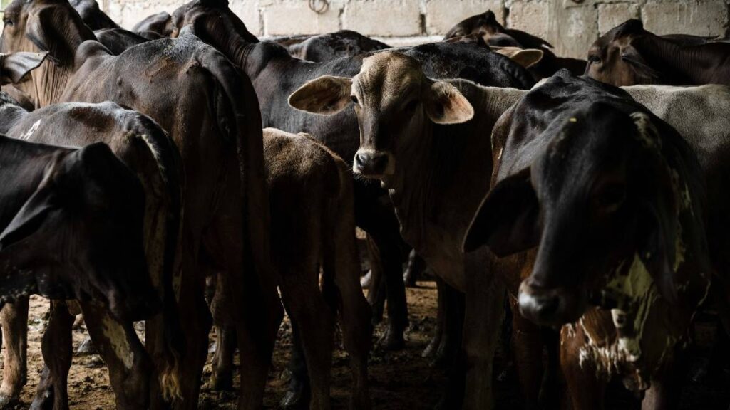 El gusano barrenador, la plaga que más temían los ganaderos del norte, finalmente llegó a la frontera entre México y Estados Unidos.