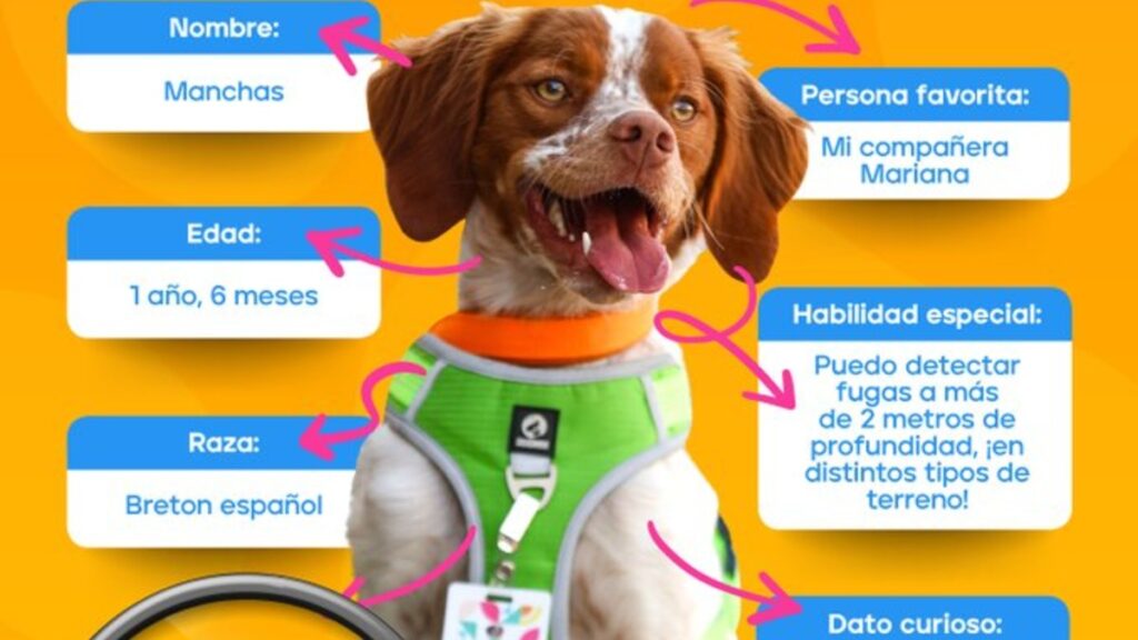 manchas, el perro de mexico que detecta fugas