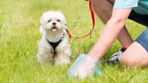 Las heces de las mascotas empeoran las inundaciones en la Ciudad de México: así debes desecharlas