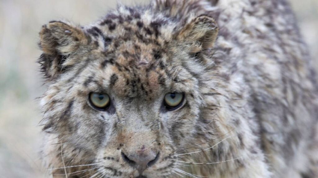 leopardo de las nieves