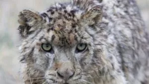 ¡Naonao se fuga! La abuela felina que preocupó a un país