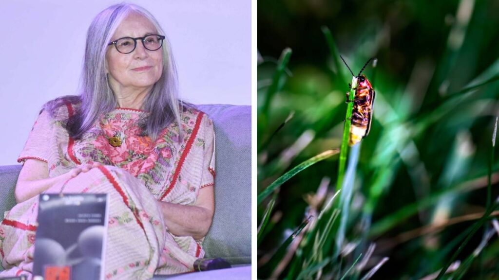 Una luciérnaga fue bautizada en honor a Julieta Fierro Gossman: ¿cómo se llama?
