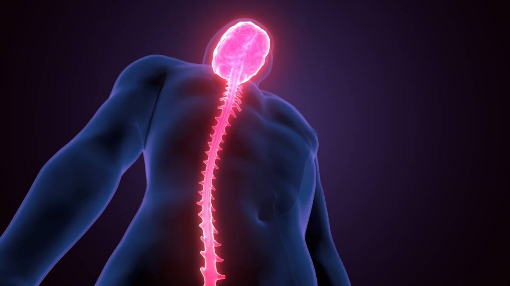 Tecnología y células madre pueden ayudar a la médula espinal