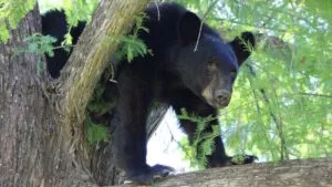 Rescatan a oso que pasó más de un día en un árbol de Agua Prieta, Sonora