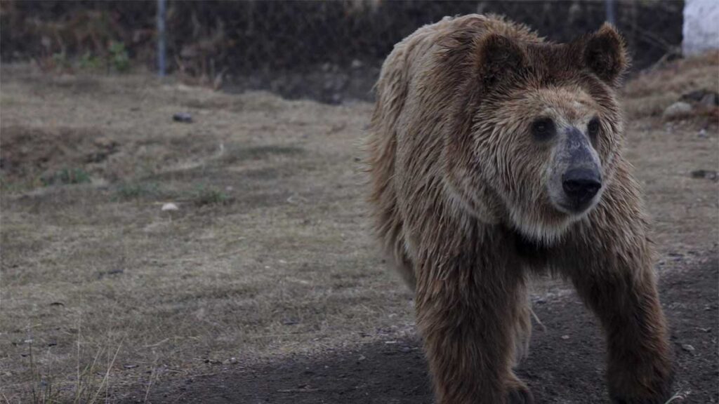 Denuncian al Zoológico La Pastora por maltrato.
