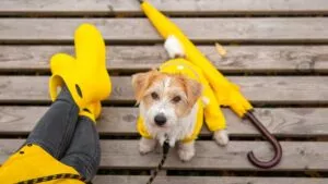 Tips para pasear a tu perro bajo la lluvia de forma segura