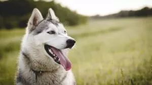 Periodistas y activista salvan a “Apolo”, un perrito abandonado en CDMX; ahora, los quieren demandar