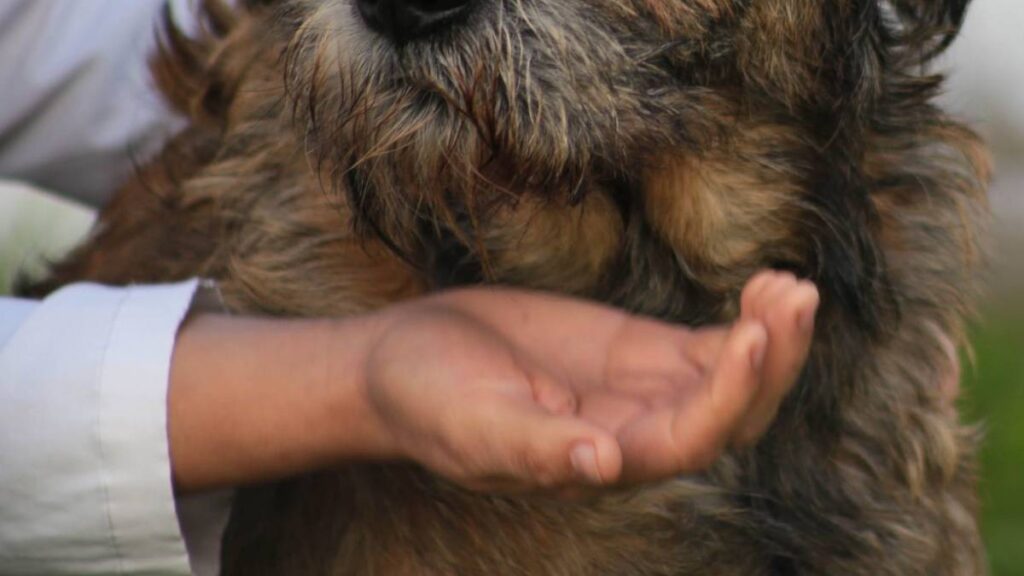 Perrita Cereza necesitará nueva cirugía tras quemaduras.