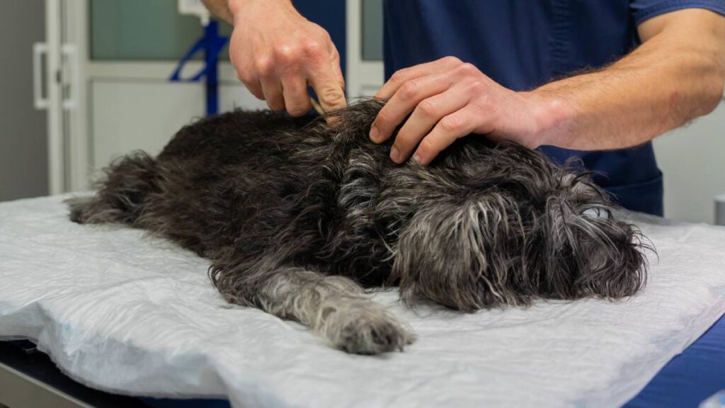 ¿Dónde reportar a animales quemados por la explosión de pipa?