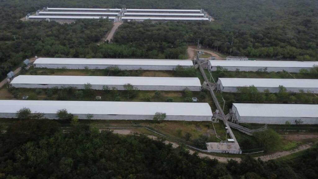 Profepa cierra granja porcícola en Mérida