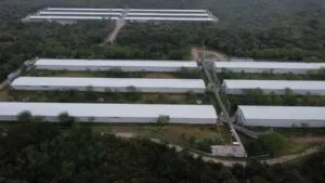 Tras años de denuncias, Profepa cierra granja porcícola en Mérida