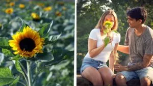 ¿Romántico o ladrón? Joven roba flores amarillas para su novia y se hace viral