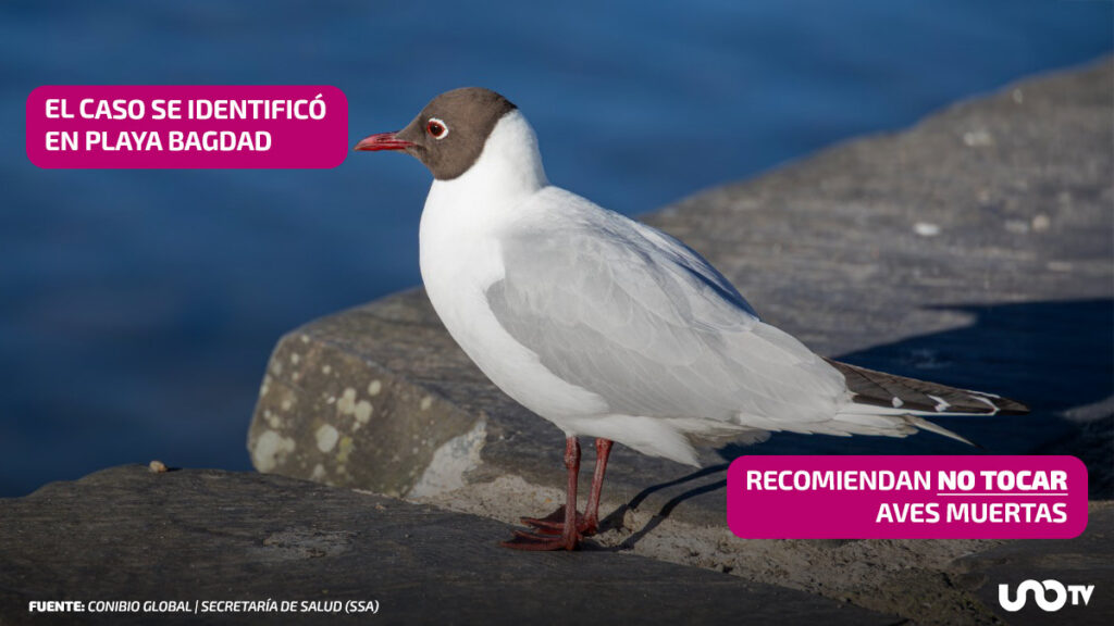 400 aves han muerto en Tamaulipas.. ¿por gripe aviar?