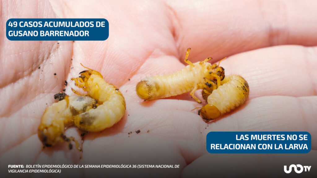 ¿Cuál es la situación por el gusano barrenador en México?