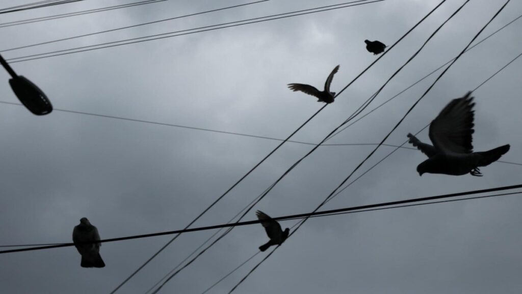 Sujeto Captura Palomas En Iguala Ofrecen Recompensa