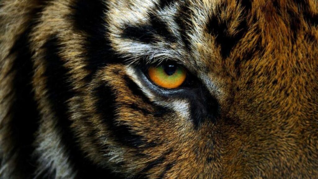 ¡Qué susto! Tigre ataca a veterinaria en reserva natural en Mazamitla, Jalisco