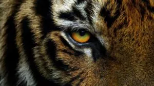 Pánico en circo de Rusia: tigre salta hacia el público y corre entre las gradas