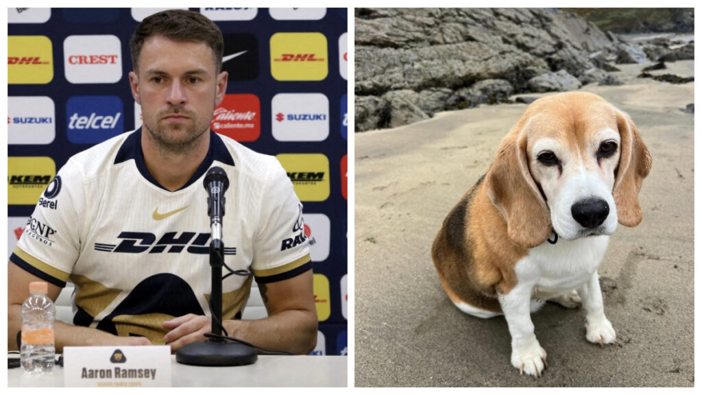 Aaron Ramsey pide ayuda en redes y ofrece recompensa para encontrar a su perro "Halo"