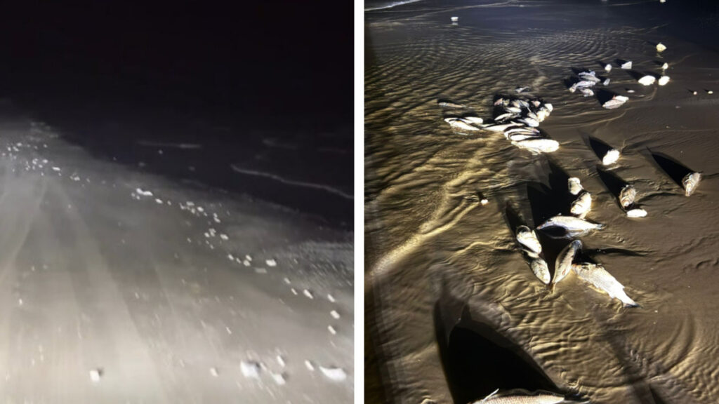 Alertan a pescadores por basura de Starship en aguas mexicanas