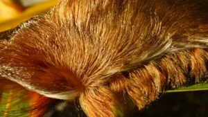 Alertan por presencia de oruga peluche en Guadalajara; no hay antídoto para su veneno