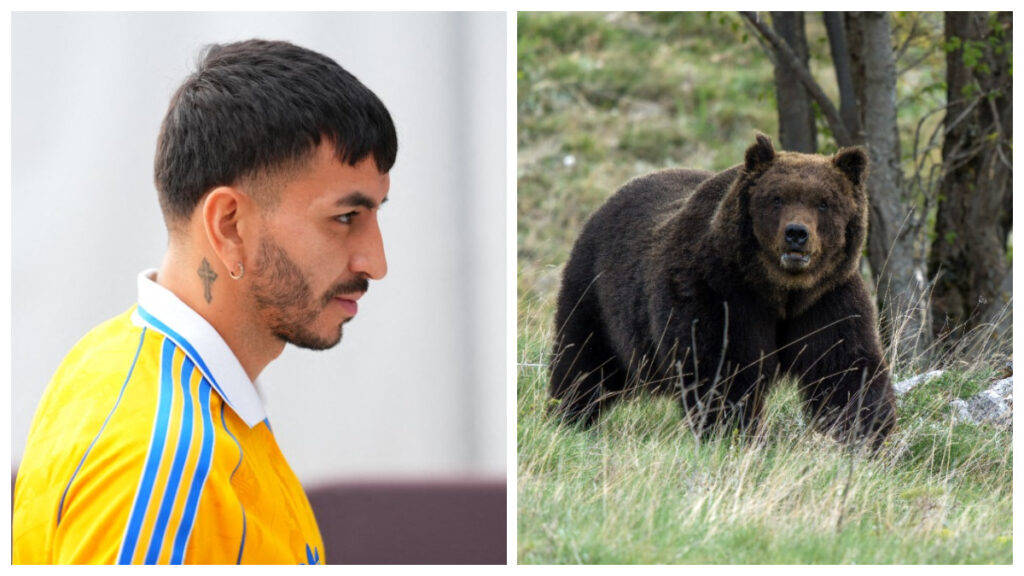 Ángel Correa, jugador de Tigres, protagoniza inesperado encuentro con un oso en Monterrey