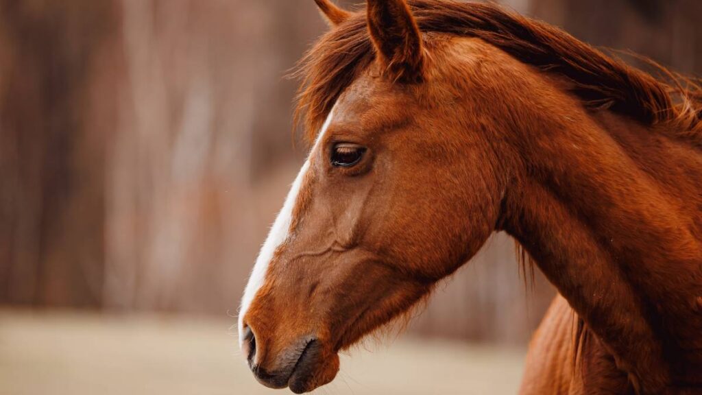 Terapia de animales para sanar. Foto: Shutterstock / Ilustrativa