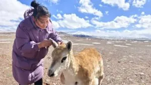 Antílope tibetano robótico ayuda a estudiar a la fauna