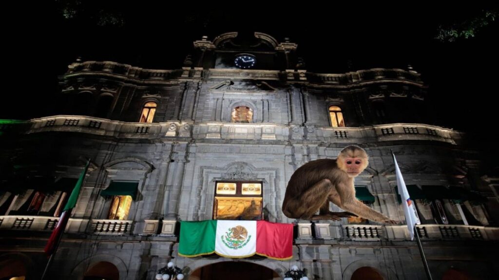 Mono araña causa revuelo en el centro de Puebla