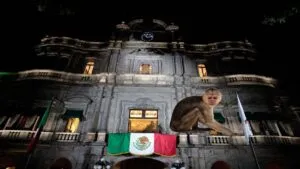 Mono araña causa revuelo en el centro de Puebla