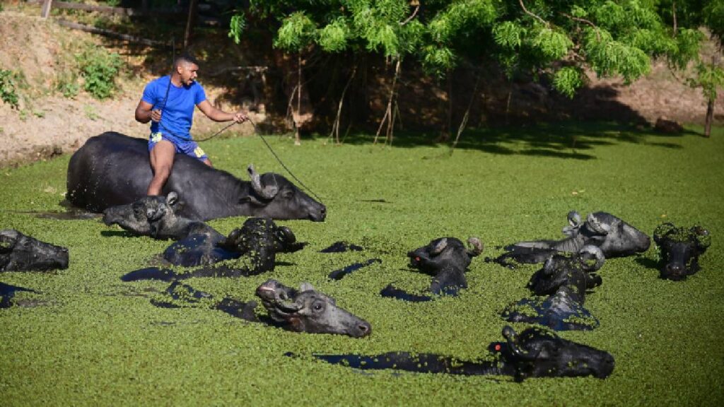 bufalos que patrullan