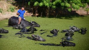 Los búfalos que patrullan con la Policía en Brasil