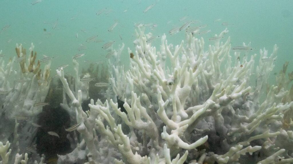 Blanqueamiento de coral demuestra efectos del cambio climático