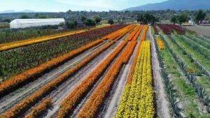 Cempasúchil oaxaqueño impulsa economía y llena de color los altares