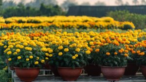 Chapingo celebra la flor de cempasúchil con ciencia, cultura y venta sustentable