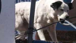 Perro muerde la cabeza de una mujer; ataque es captado en video