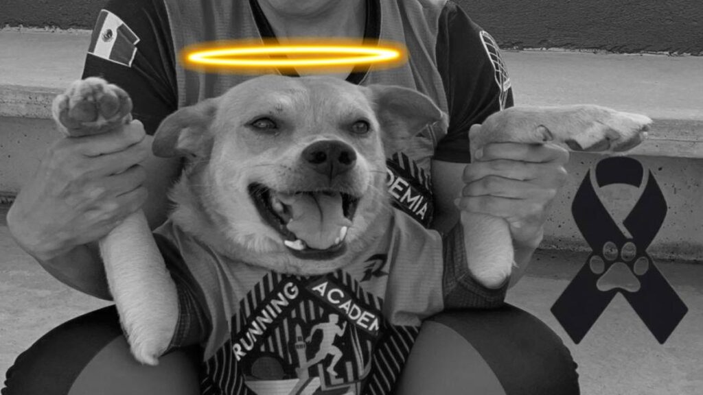 De Que Murio El Chicles Perro Maratonista De Tijuana
