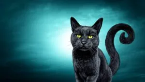 SSC alerta por rituales con gatos negros, emite recomendaciones para Halloween