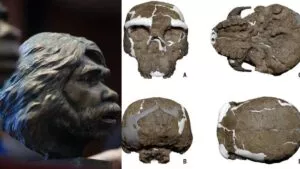 Descubren cráneo de Hombre Dragón; podría cambiar historia de la evolución humana